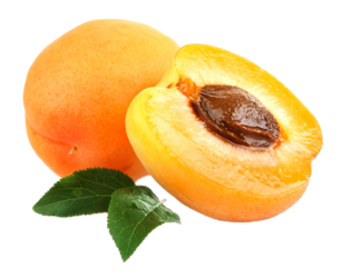 0402hjlt-00a1-315x250.png
