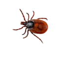 0402hku5-a157-499x500.png