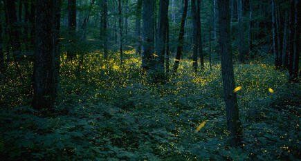 0402hogd-0c09-580x311.jpg