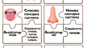 Пазли на тему ""Сенсорні системи людини"
