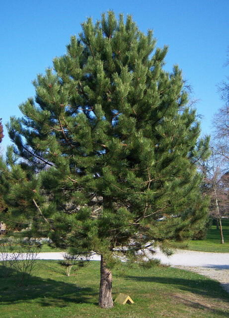 Сосна чорна / Pinus nigra - Розсадник декоративних рослин «Зелена Бухта»