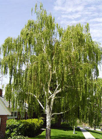 Береза повисла 2 річна, Берёза повислая, Betula pendula: продажа, цена в Калуше. Саженцы декоративных деревьев и кустарников от "РАЙський Куточок - Виробництво і продаж декоративних рослин в контейнерах з гарантією приживаємості." - 749441522
