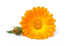 Photo calendula marigold flowers with leaves isolated on white