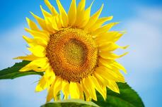 Free photo bright yellow sunflower against a blue sky with clouds