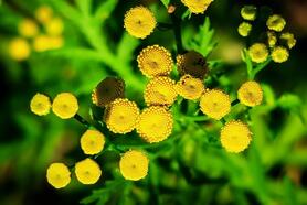 Photo yellow tansy flowers grow in a flower garden cultivation and collection of medical plants concept