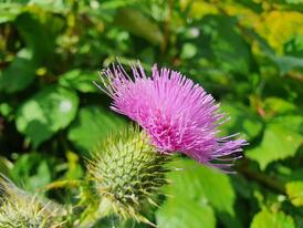 Free photo closeup of the spear thistle flower