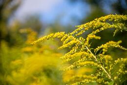 Photo a field of yellow flowers with a blue sky in the background