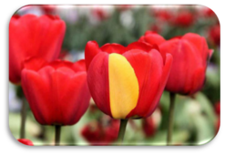0402ia7k-835d-247x170.png