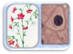 0402iak8-121e-243x182.png