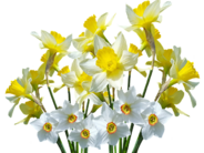0402ida0-9d67-184x138.png