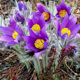 Сон-трава Purple - купить с доставкой по Украине, цена в — Яскрава Клумба