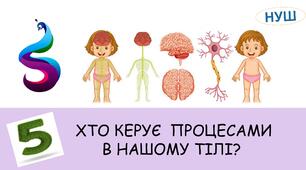 Презентація на тему: ХТО КЕРУЄ ПРОЦЕСАМИ В НАШОМУ ТІЛІ?