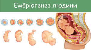 Презентація  "Ембріогенез людини. Взаємодія частин зародка, що розвивається ".