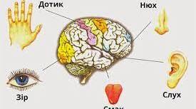 Сенсорні системи