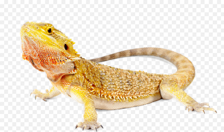 0402iovf-8db4-718x425.png