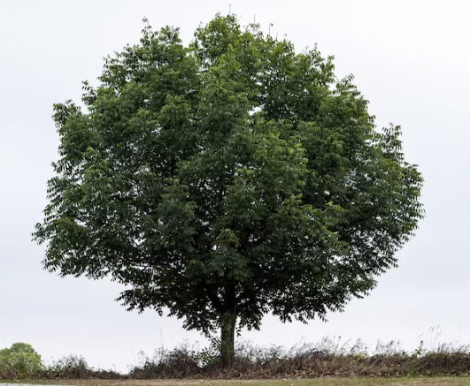 0402iuwf-0d25-531x437.png