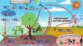 Біосфера. Біогеохімічні цикли