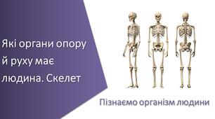 Презентація з уроку Пізнаємо природу для 5 класу на тему «Які органи опору й руху має людина. Скелет»