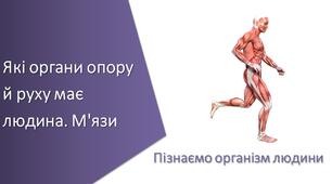 Презентація з уроку Пізнаємо природу для 5 класу на тему «Які органи опору й руху має людина. М'язи»