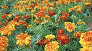 Дослідження  хімічного складу Tagetes