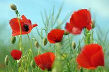 Poppy Flower Meaning - Flower Meaning