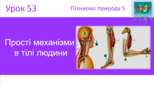 Прості механізми в тілі людини "Пізнаємо природу" (авт. Коршевнюк Т.В.)