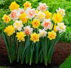 0402jk6b-f3a1-240x229.jpg