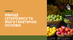 Презентація "Явище гетерозису та його генетичні основи", 11 клас