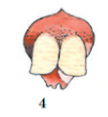 0402jpek-1958-108x117.png