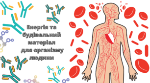 Презентація "Енергія та будівельний матеріал для організму людини"