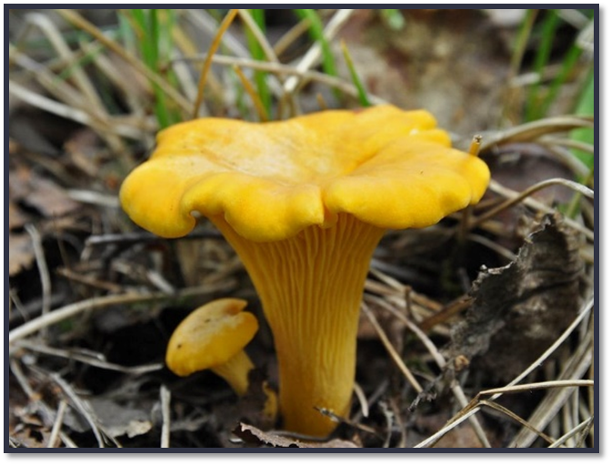 0402jvku-2ef4-672x511.png