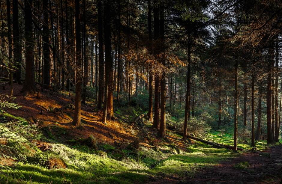 Homepage - Forest Research