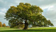 What is a tree? – definition, anatomy and characteristics | EcoTree