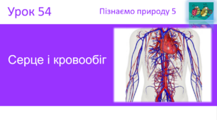 Серце і кровообіг "Пізнаємо природу" (авт. Коршевнюк Т.В.)