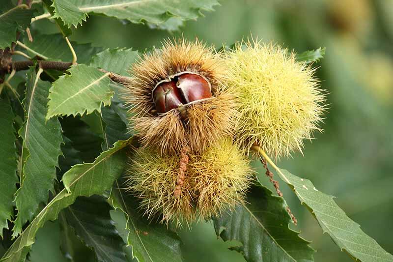 5 Common Chestnut Tree Pests | Gardener's Path