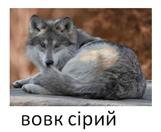 0402kh8n-278d-383x315.png