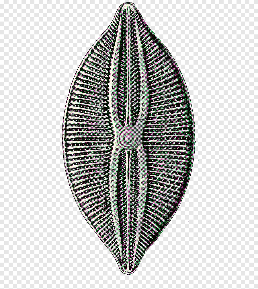 0402kmxx-e02c-900x1007.png