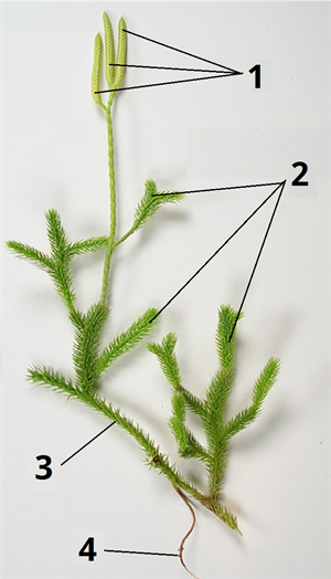 0402ko4m-ca8e-300x524.png