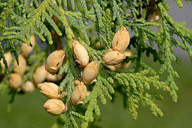 0402kojg-d511-273x183.jpg