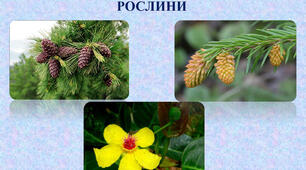 Голонасінні та покритонасінні рослини. НУШ.