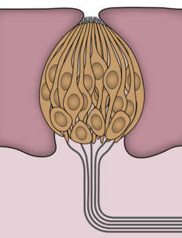 0402kw9u-c5bc-265x346.png