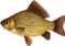 Рыба фото PNG скачать