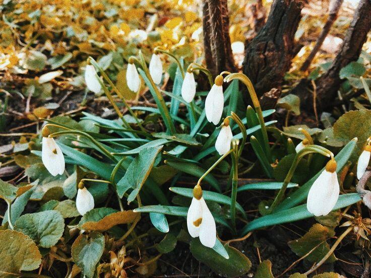 весна #краса #природа #квіти #фон #заставка #підсніжники | Tuval sanatı, Tuval, Sanat