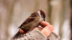 Скажи, пташино, ціну свободи?