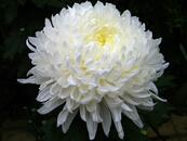 0402l6dd-da38-173x130.jpg
