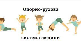 Опорно - рухова система людини.