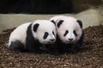Public fawns as twin panda cubs take 1st steps in French zoo | Daily Sabah