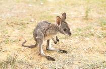 Jeff Corwin on Twitter: "A baby #kangaroo is called a Joey &amp; kangaroos cannot walk backwards what's a group called? #jeffcorwin #funfacts http://t.co/nGY5nXSMto" / Twitter