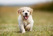 10 Tips to Recognise a Responsible Puppy Seller. - FOUR PAWS Australia - Animal Welfare Charity