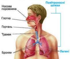 Загальна будова дихальної системи Верхні повітроносні (дихальні) шляхи: носова порожнина, носоглотка, глотка Нижні повітроносні шляхи: гортань, трахея, бронхи Функції дихальної системи » Допомога учням